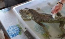 I cinquanta giorni in fuga di Goodzilla: l'iguana scappata a Nembro è stata ritrovata