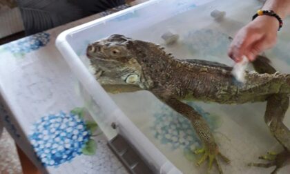 I cinquanta giorni in fuga di Goodzilla: l'iguana scappata a Nembro è stata ritrovata