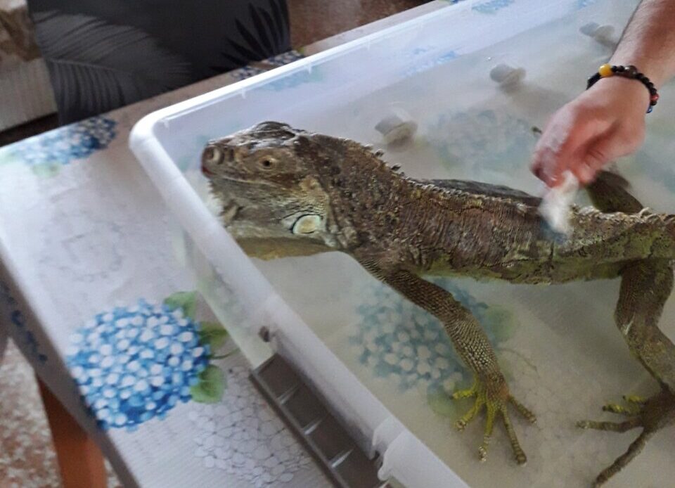 I cinquanta giorni in fuga di Goodzilla: l’iguana scappata a Nembro è stata ritrovata