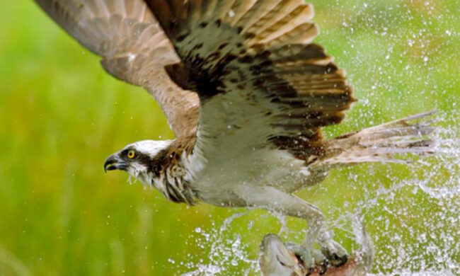 Falco pescatore impallinato dai bracconieri, arrivava dalla Finlandia