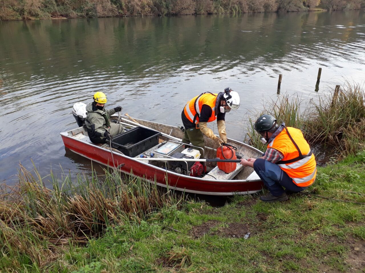 Contenimento del pesce siluro: al via le operazioni in 20 aree lungo il fiume Adda