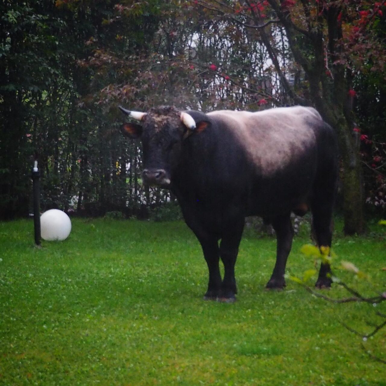 Il toro arrabbiato scappa e finisce nel giardino dell’albergo