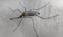 La zanzara che resiste al freddo è arrivata in Italia (in aereo)