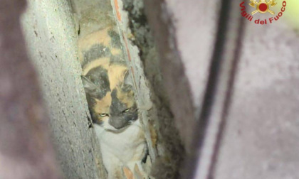 Gatto rimane incastrato a Seriate: i Vigili del Fuoco bucano il muro per salvarlo