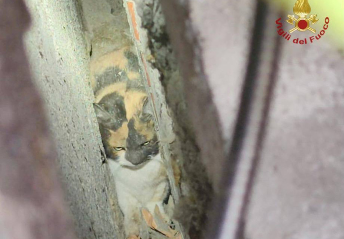 Gatto rimane incastrato a Seriate: i Vigili del Fuoco bucano il muro per salvarlo