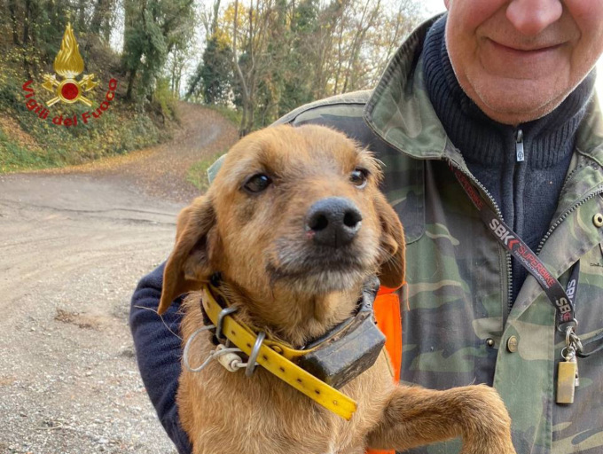 Rincorre un cinghiale e resta bloccato a 15 metri d’altezza: cane salvato dai vigili del fuoco