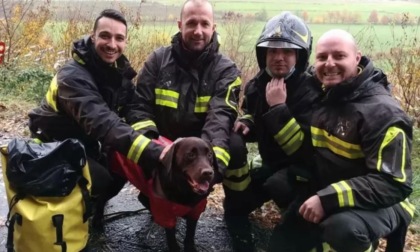 Cane in una scarpata ad Astino: salvato dai vigili del fuoco