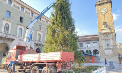 Da Gorno al centro di Bergamo: le prime foto dell'albero di Natale in piazza Vittorio Veneto