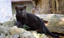 Nuovi arrivi al parco faunistico Le Cornelle: è nata una cucciola di pantera e tre suricati