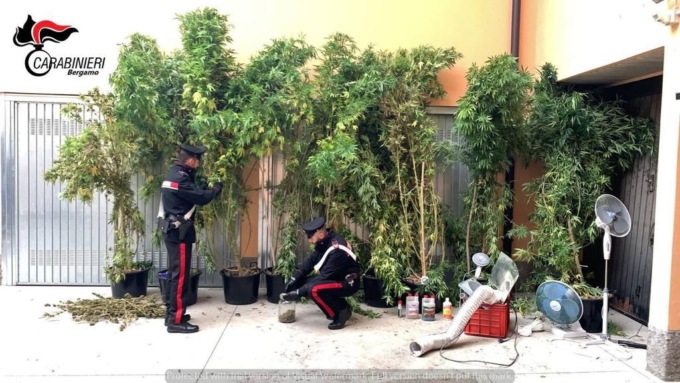 Costruisce una serra e coltiva oltre 10 piante di cannabis alte 3 metri: arrestato un 37enne