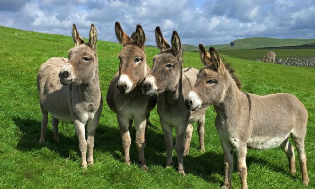 Asini in fuga sulla Provinciale, padre e figlia si lanciano all’inseguimento e li salvano