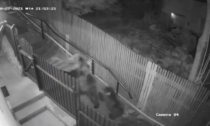 Donna inseguita fino alla porta di casa da due orsi: il video