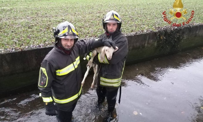 Agnellino nel fosso, arrivano i vigili del fuoco