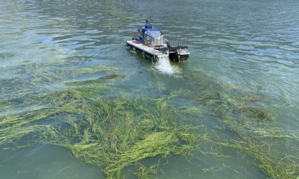Alghe dannose: la Regione stanzia 350mila euro per la rimozione dai laghi d'Iseo, Endine e Moro