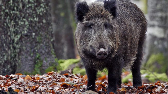 «Nessuna caccia selvaggia ai cinghiali in città, ma attività di controllo della fauna»