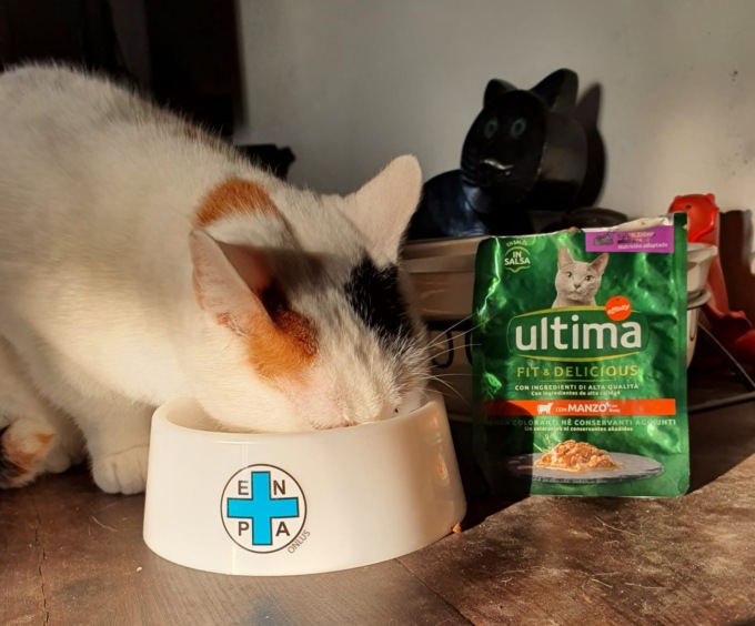 Per Natale donati oltre novantamila pasti a cani e gatti dei rifugi Enpa (anche a Bergamo)