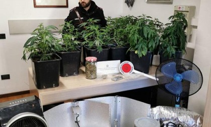Trasforma il box di casa in una serra dove coltivare marijuana: arrestato un uomo di 48 anni