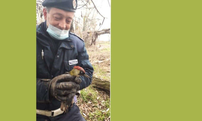 Cercavano droga, trovano… un picchio. Salvato dai vigili