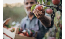 Dalla Calabria alla bergamasca, il portale web dedicato ai produttori locali