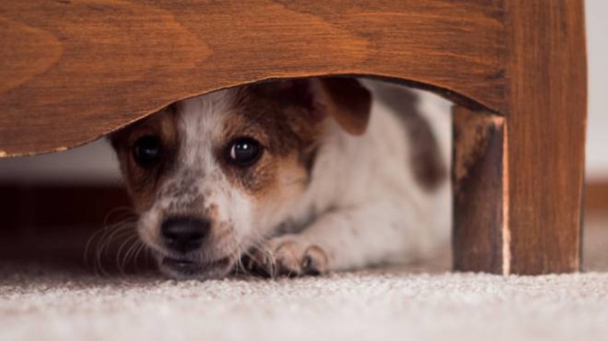 Botti di Capodanno, il decalogo per proteggere gli animali domestici