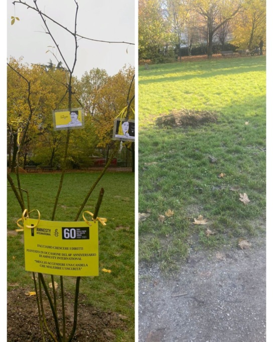 Albero tagliato e sradicato: Amnesty International sporge denuncia contro ignoti