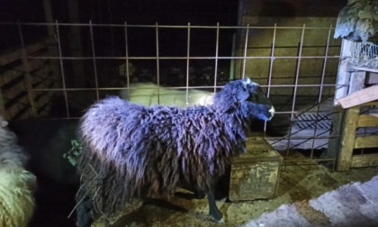Il mistero della pecora che pascolava nei pressi di un supermercato a Brescia