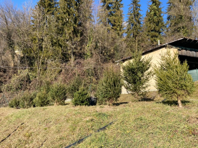 Clusone, gli abeti natalizi sono stati piantati nel parco di Villa Barbarigo