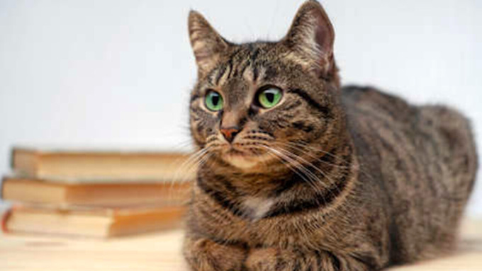 Gatto trafitto da una freccia durante una gara di tiro con l’arco ad Albano Sant’Alessandro