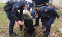 Persona in possesso di hashish sorpresa dal cane Tenai sul pullman a Seriate
