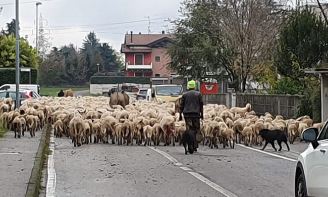 Così i pastori salveranno la pecora gigante bergamasca (con una Dop?)