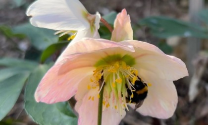 Sboccia l'orto botanico di Bergamo: dall'1 marzo si riaprono i cancelli al pubblico