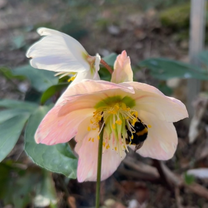 Sboccia l’orto botanico di Bergamo: dall’1 marzo si riaprono i cancelli al pubblico