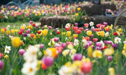 Tulipania è pronta a sbocciare grazie a 220 mila fiori da cogliere (e tra cui fare aperitivo)
