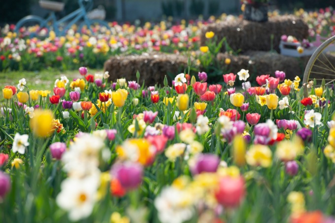 Tulipania è pronta a sbocciare grazie a 220 mila fiori da cogliere (e tra cui fare aperitivo)