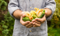 Facciamo l’orto in casa: questa settimana in regalo le zucchine