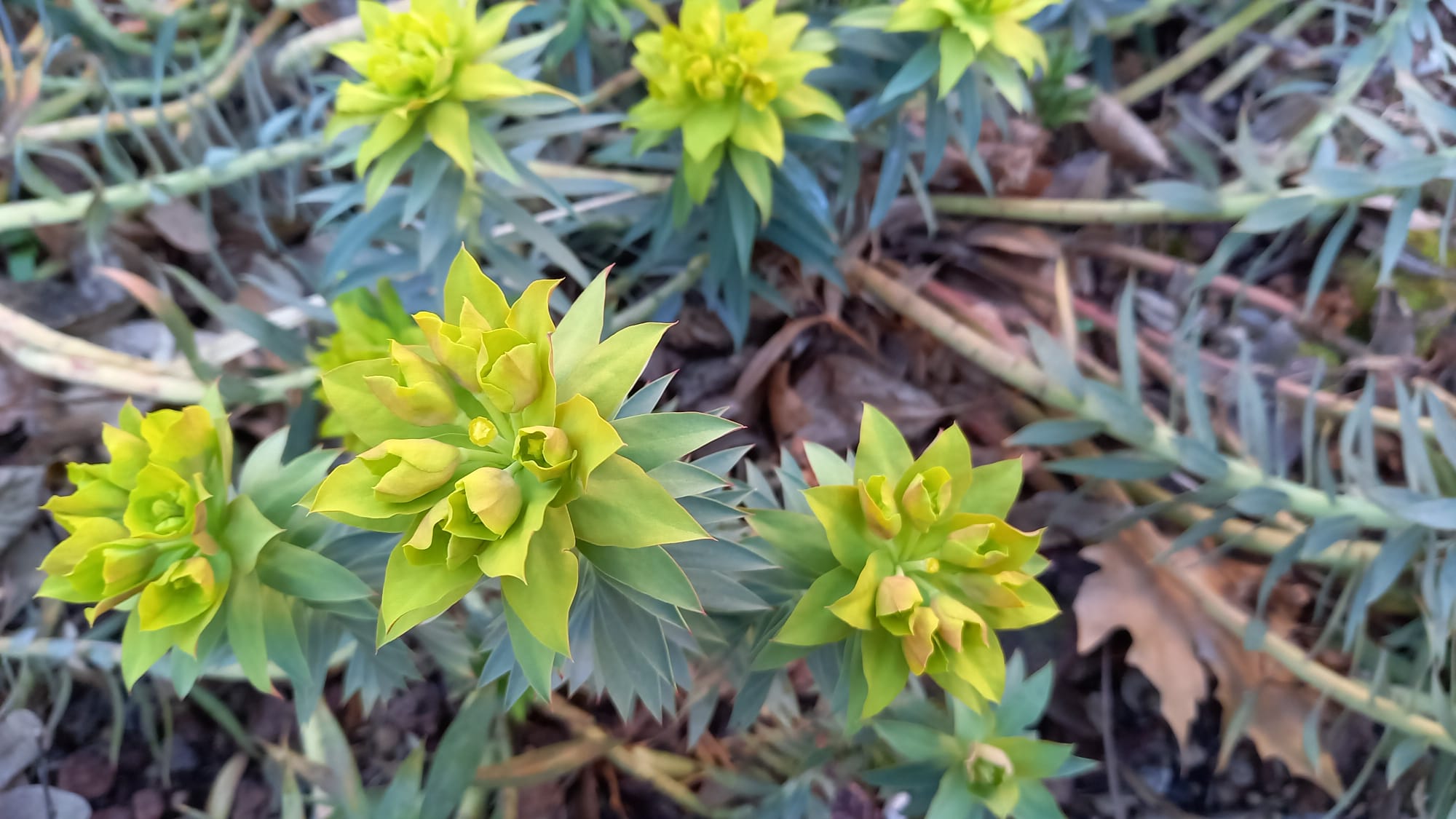Euphorbia rigida_Orto di Brera_Rete Orti Lombardia_02.22