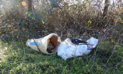 Inquietante ritrovamento a Morengo: sacchetti con carcasse di animali morti lungo il Serio