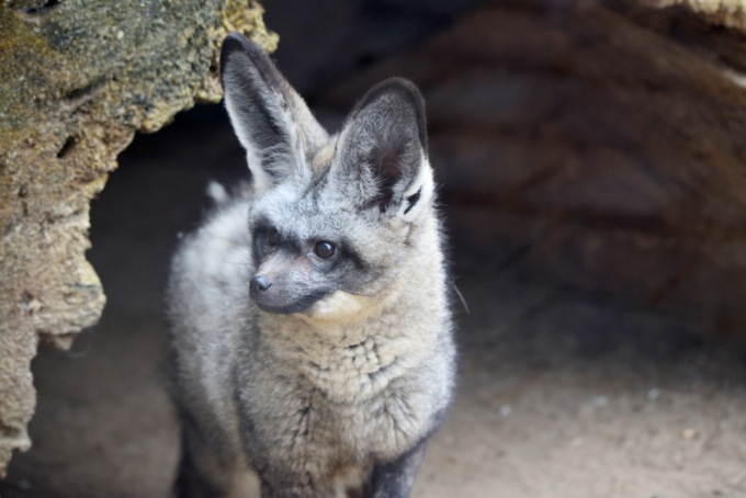 Le Cornelle riaprono il 19 febbraio: accolgono i visitatori due cuccioli di otocione (unici in Italia)