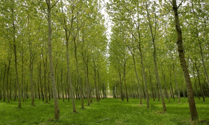 La Bassa scopre l’arboricoltura: maxi progetto da 10mila alberi a Caravaggio