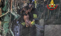 Cani morti in un incendio a Villa d'Adda, associazione animalista presenta un esposto