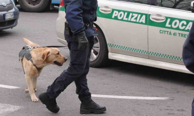 “Trevi” va in pensione, per fiutare la droga a Treviglio arriva Athena