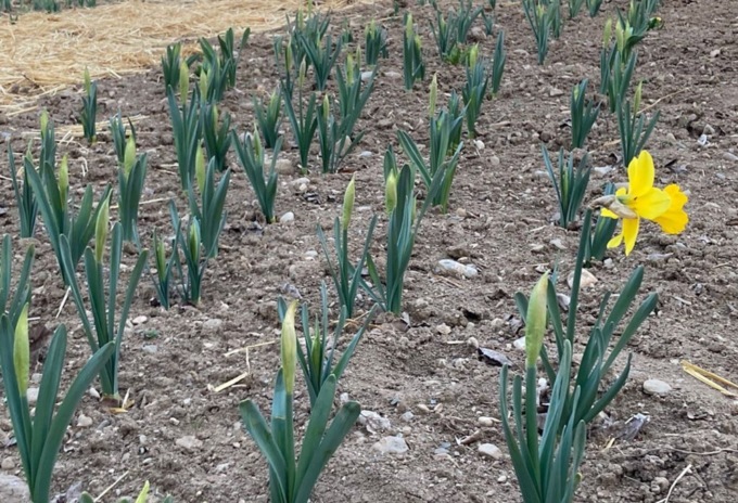 La carica dei 140mila fiori al Castello di Malpaga (grazie a Maddi Flowers)