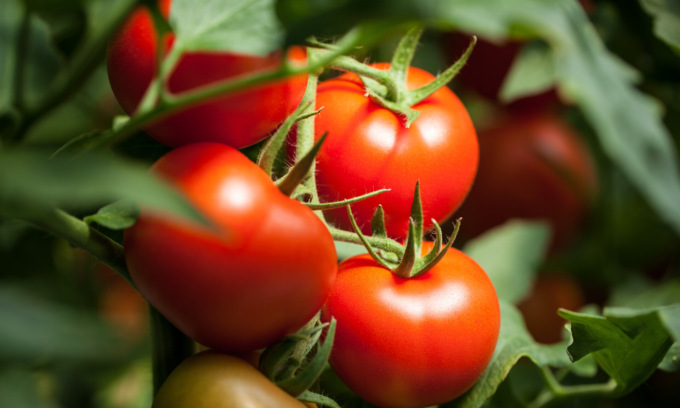 Facciamo l’orto in casa: questa settimana in regalo i semi di pomodoro