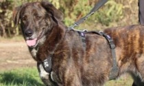 Appello per ritrovare Clara, cane smarrito nella campagne di Lurano