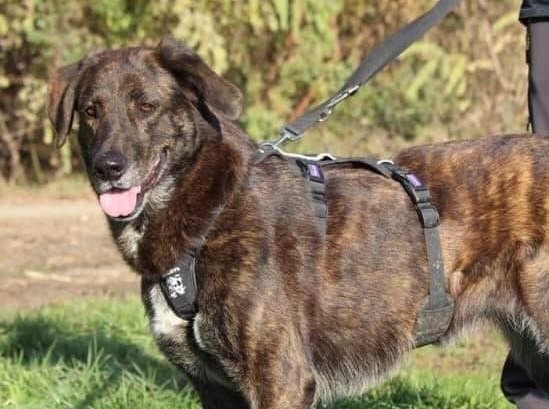 Appello per ritrovare Clara, cane smarrito nella campagne di Lurano