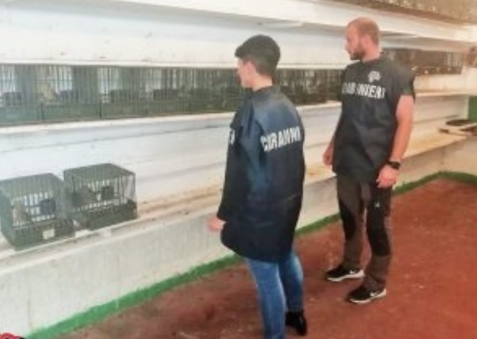 Vendita illegale di uccelli: salvati oltre 2.500 esemplari e denunciate 104 persone