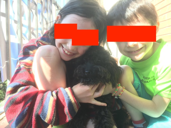 «Cerco disperatamente il mio giovane barboncino di nome Malì»