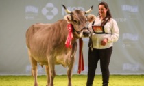 La vacca Bruna alpina più bella d'Italia è di Serina (così come la terza classificata)