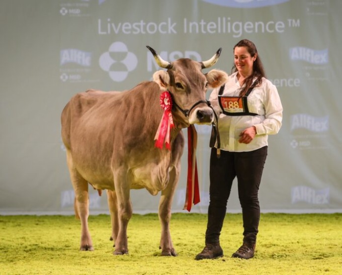 La vacca Bruna alpina più bella d’Italia è di Serina (così come la terza classificata)