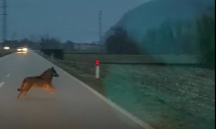 Allarme sulle Orobie: il video dei lupi a fondo valle in Valchiavenna, vicino a strade e case